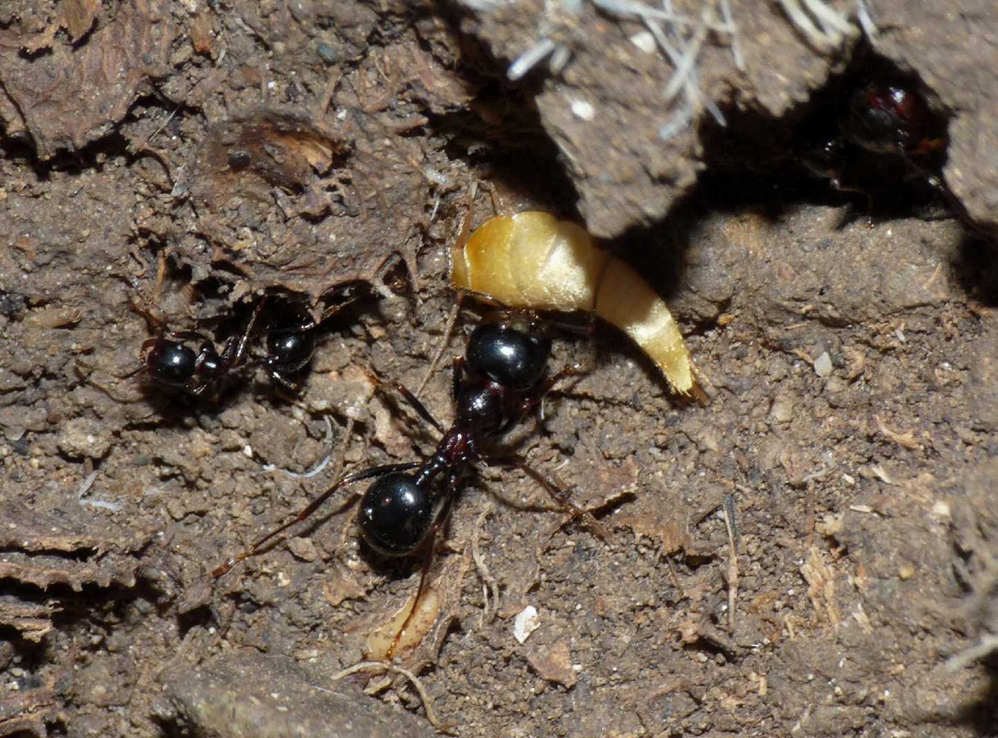 Tricholepisma aurea con formiche Messor meridionalis